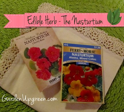 Edible herb Nasturtium