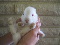 We have two cute little albino bunnies