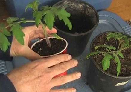 Build a strong tomato root system