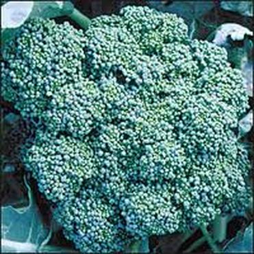 Growing Broccoli from seed to harvest