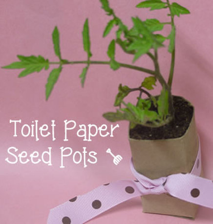 use toiletpaper rolls as seed starters